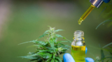 Beyond Cannabinoids: Unlocking Cannabistilbenes