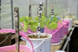 Why Yield Stability and Resilience Are Becoming as Important as Maximum Yield