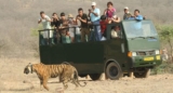 Why Should Not Miss Jim Corbett Safari?