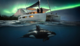 Swim with Orcas + Chase the Aurora in Arctic Norway