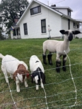 Transforming Community Through Faith and Farming