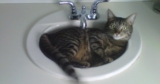 Wild Rose Reader: My Cat Rudy