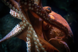 Monterey Bay Aquarium — Happy World Cephalopod Day! 🐙