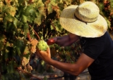 Winegrowing in Oregon’s Applegate Valley, a Conversation with Master Viticulturist Jason Cole — Wine Camp by Craig Camp