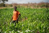 The Maize Grain Returns: A Vision for Resilient African Agriculture