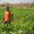 Emirates flies the flag, but does it miss a design opportunity