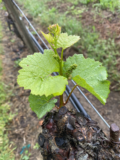 What California’s Extremely Early 2026 Growing Season Means for Winegrapes