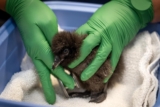 Monterey Bay Aquarium — The new member of the alcids family is puffin…