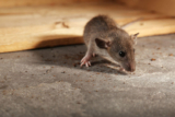 Rodent Control in College Station: How to Win the Battle iPest Solutions | Waco, San Antonio, College Station