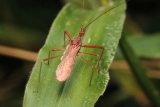 Assassin Bugs: A Comprehensive Guide