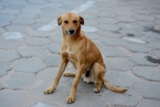 Mexico Versus Brazil? The Caramelo Dog Debate Is About More Than Soccer