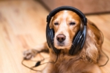 What Music Do Dogs Like? How to Create a Dog-Friendly Playlist
