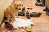 What to Do If Your Pet Eats Something They Shouldn’t