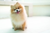 Is Summertime the Worst Time of Year for Dogs with Tracheal Collapse?