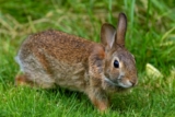 Tularemia in Pets: Can Ticks Give Dogs and Cats “Rabbit Fever”?