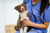 How to Get into Vet School: Resources for Future Veterinarians