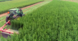 New Bill Would Give Hemp Businesses A Boost And Require Studies Into Alternative Uses For The Crop
