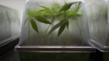 These states are voting on cannabis legalization this November