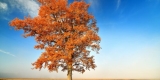 10 Ways to Survive Using the FamilySearch.org Website – The Family History Guide Blog