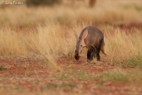 Channeled Messages from Aardvark for All!