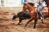 Beyond the Arena: Understanding Livestock Welfare in Rodeo 