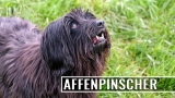 Affenpinscher Dog Breed Information & Characteristics