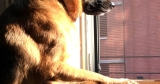 In Memoriam: Ahnold, Our Faithful Watchdog Mascot