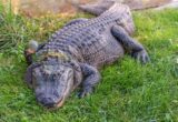 US state opens hunt allowing up to 10,000 alligators to be killed