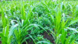 5 Ways Interseeding Can Change the Farming Landscape
