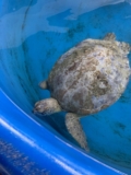Sea Turtle Hospital Patient – Aphrodite