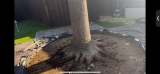 Artificial Turf Suffocating Red Oak Roots | Soil Aeration in Fort Worth, Texas