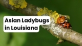 Asian Ladybugs in Louisiana: The Complete Guide