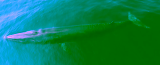 More Than 31,500 Comments Submitted to U.S. Government in Support of Endangered Species Protections for Rice’s Whale