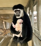 Baby Guereza Colobus Monkey at Lincoln Park Zoo