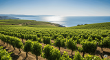 Your Passport to Value: 5 Wine Regions That Always Over-Deliver