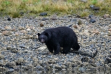 Vancouver Island Road Trip: Suggested 5 Day Itinerary