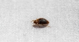 Bed Bugs: A Persistent Problem in India – Blog