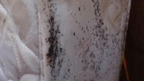 What to Do in the First 48 Hours After Finding Bed Bugs in Your Phoenix Home