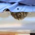 Learning to Crack Crabs during Peace River Seafood’s Blue Crab University – Solo Travel Girl’s Adventures