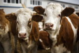 Brazilian beef methane reduction pilot generates first inset credits