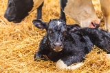 Beef-On-Dairy: Reflecting Improved Stewardship, Animal Care, and Sustainability 