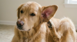 Best Dog Food for Itchy Skin and Ear Infections