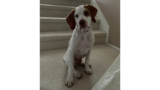 Leadership Lessons Learned from Our Puppy