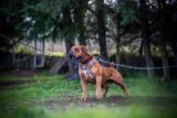 How to Choose the Right Family Guardian Dog