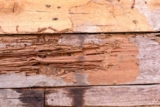 Your guide to buying a home with a past history of termites