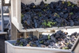 Beyond the Tasting Bar: 5 Ways to Celebrate Harvest in Temecula Valley
