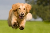 Find The Right CBD Dosage For Your Pet