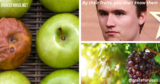 By their fruits, you shall know them –