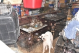 How ‘No-Kill’ Pressure Led to Violent Deaths at Miranda’s Rescue