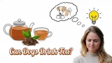 Can Dogs Drink Tea? Top 3 Risks & Safe Alternatives